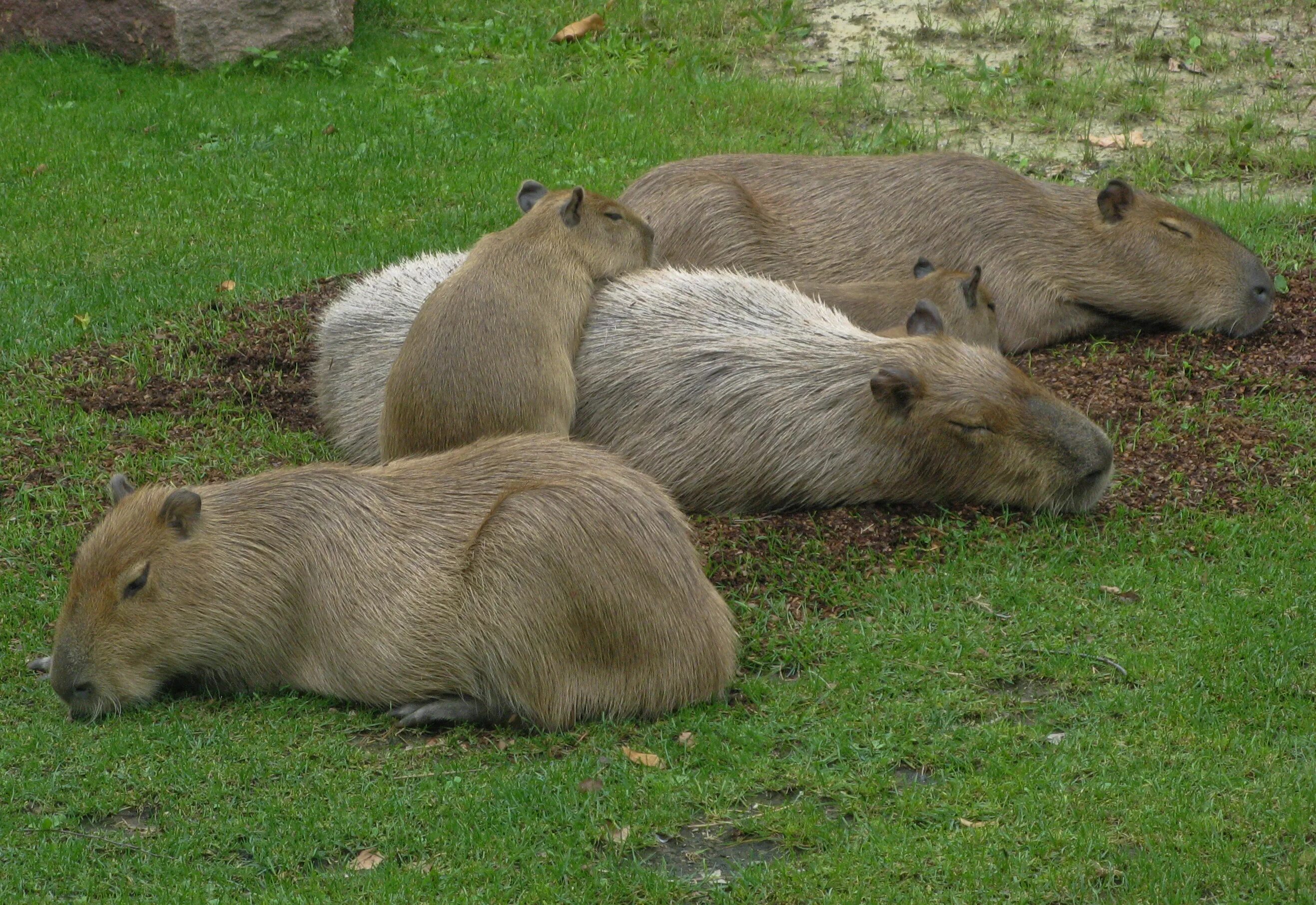 Капибара и нутрия разница фото File:Capybara (IMG 7329).jpg - Wikimedia Commons