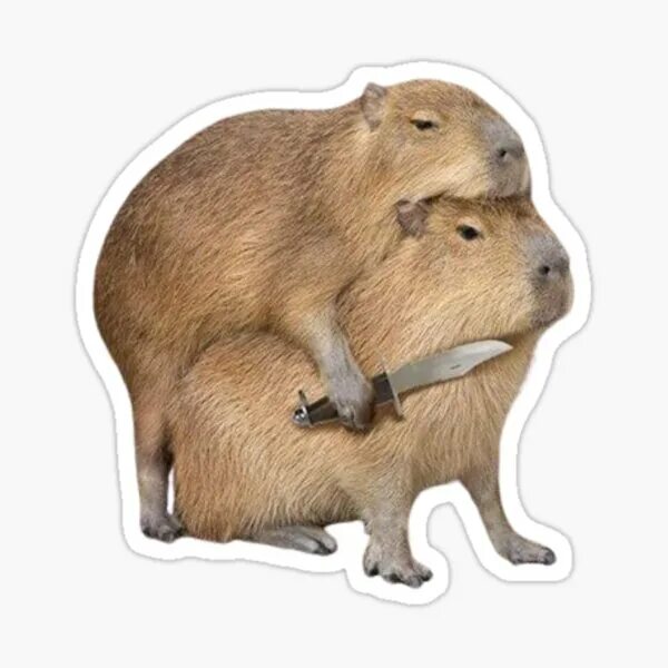 Капибара и нутрия разница фото "Wall Capy" Sticker for Sale by chadcapy Redbubble