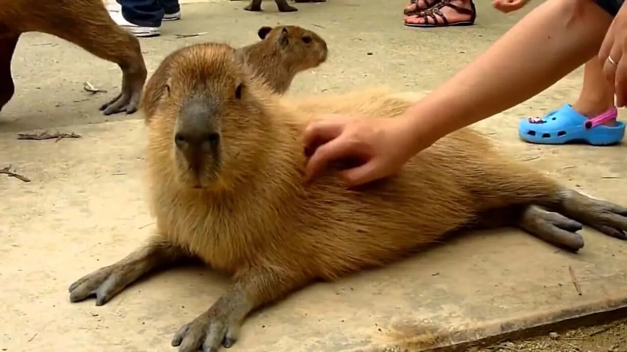 Капибара и нутрия разница фото Capibara - YouTube