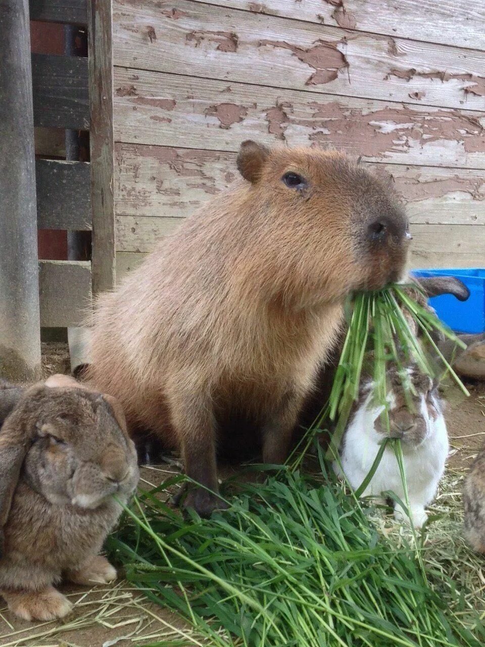Капибара и нутрия разница фото Pin by Gusenica on Bunnies Bunny, Animals, Rabbit