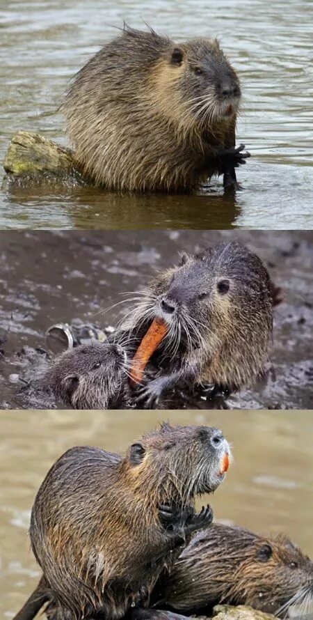Капибара и нутрия разница фото 7 Facts About Nutria, The Invasive Rodents Taking Over Louisiana #nutria #rodent