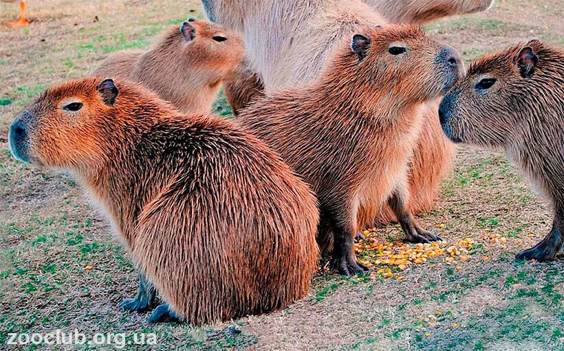 Капибара и нутрия разница фото Капибара малая Мир животных и растений