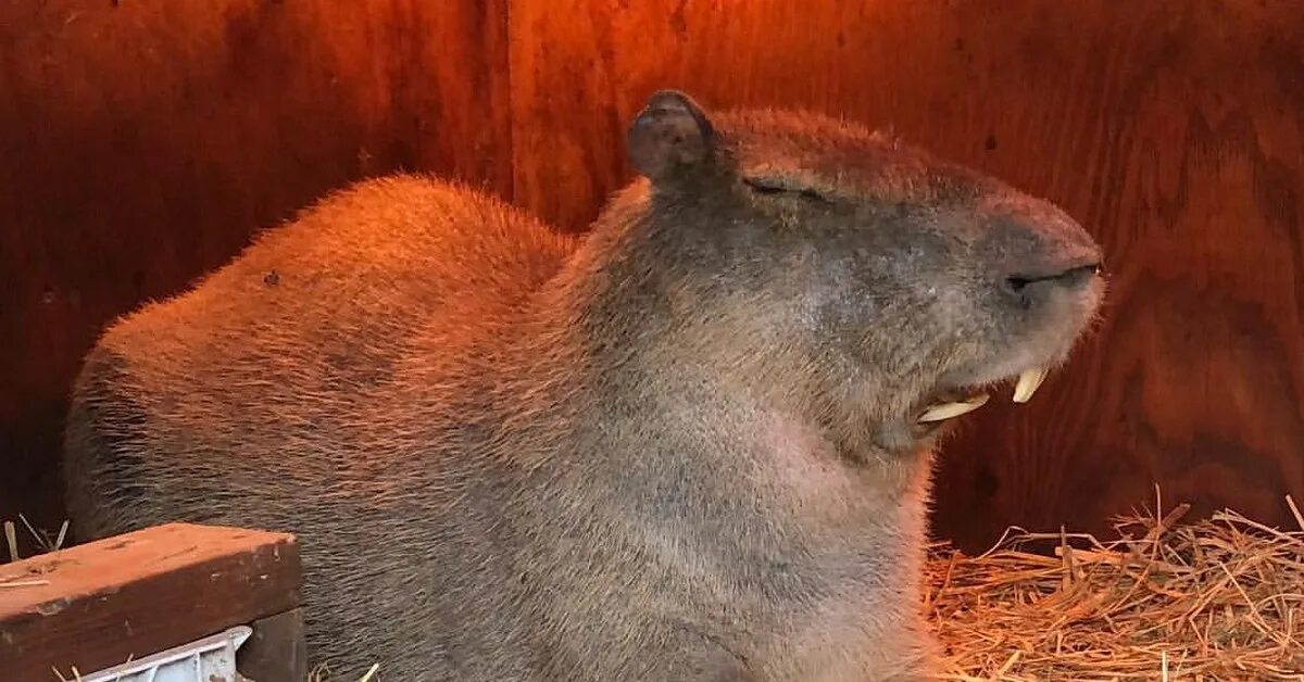 Капибара и нутрия разница фото Сон может застать врасплох Пикабу