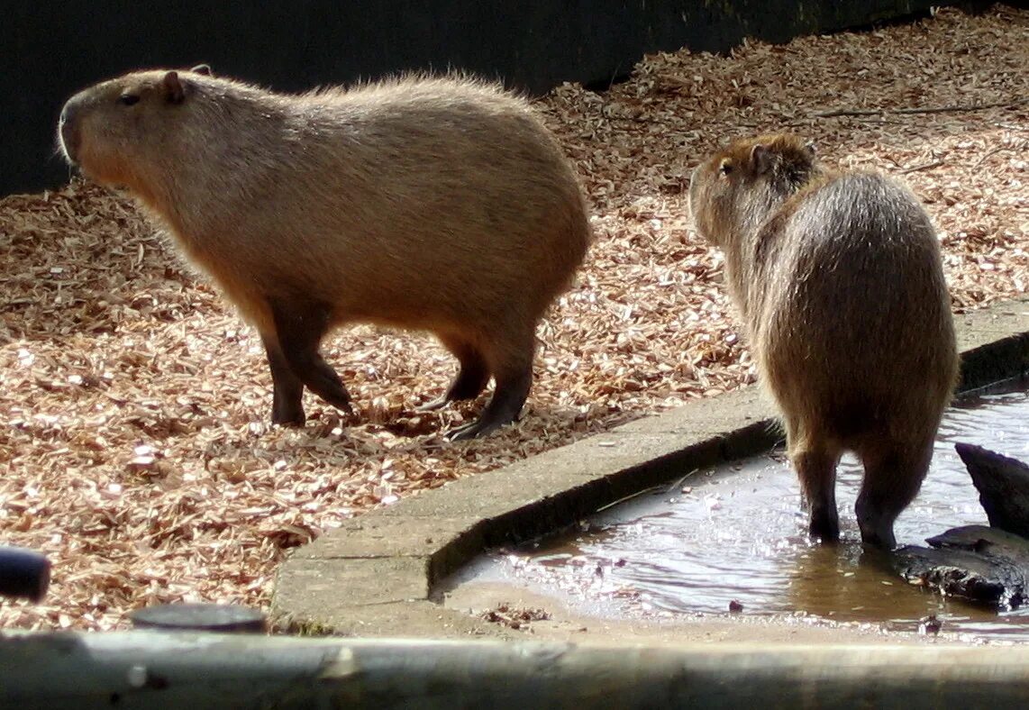 Капибара и нутрия разница фото Rodent: Largest Rodent Ever