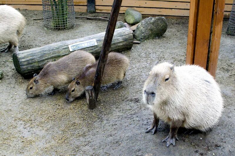 Капибара и нутрия разница фото Capybaras are getting big in Japan