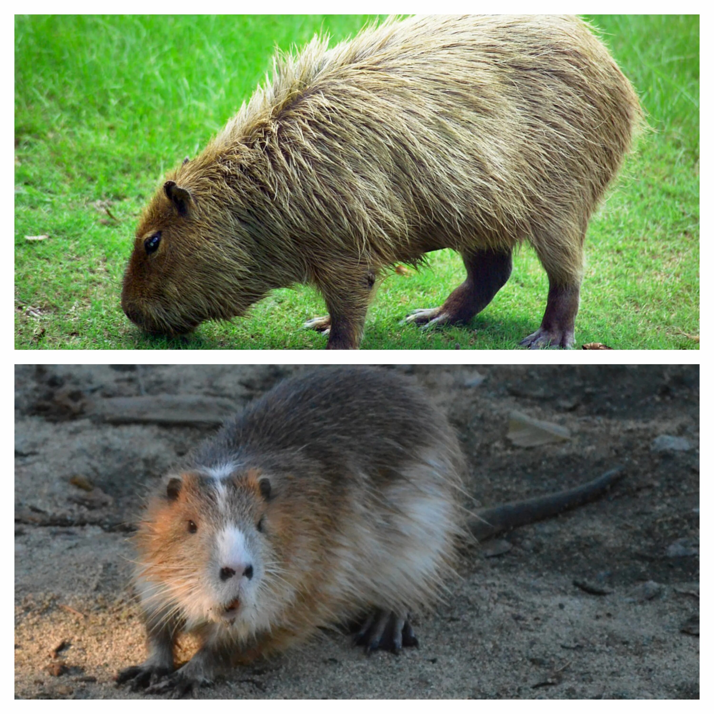 Капибара и нутрия разница фото A case of mistaken identity - the capybara and the coypu / myLot