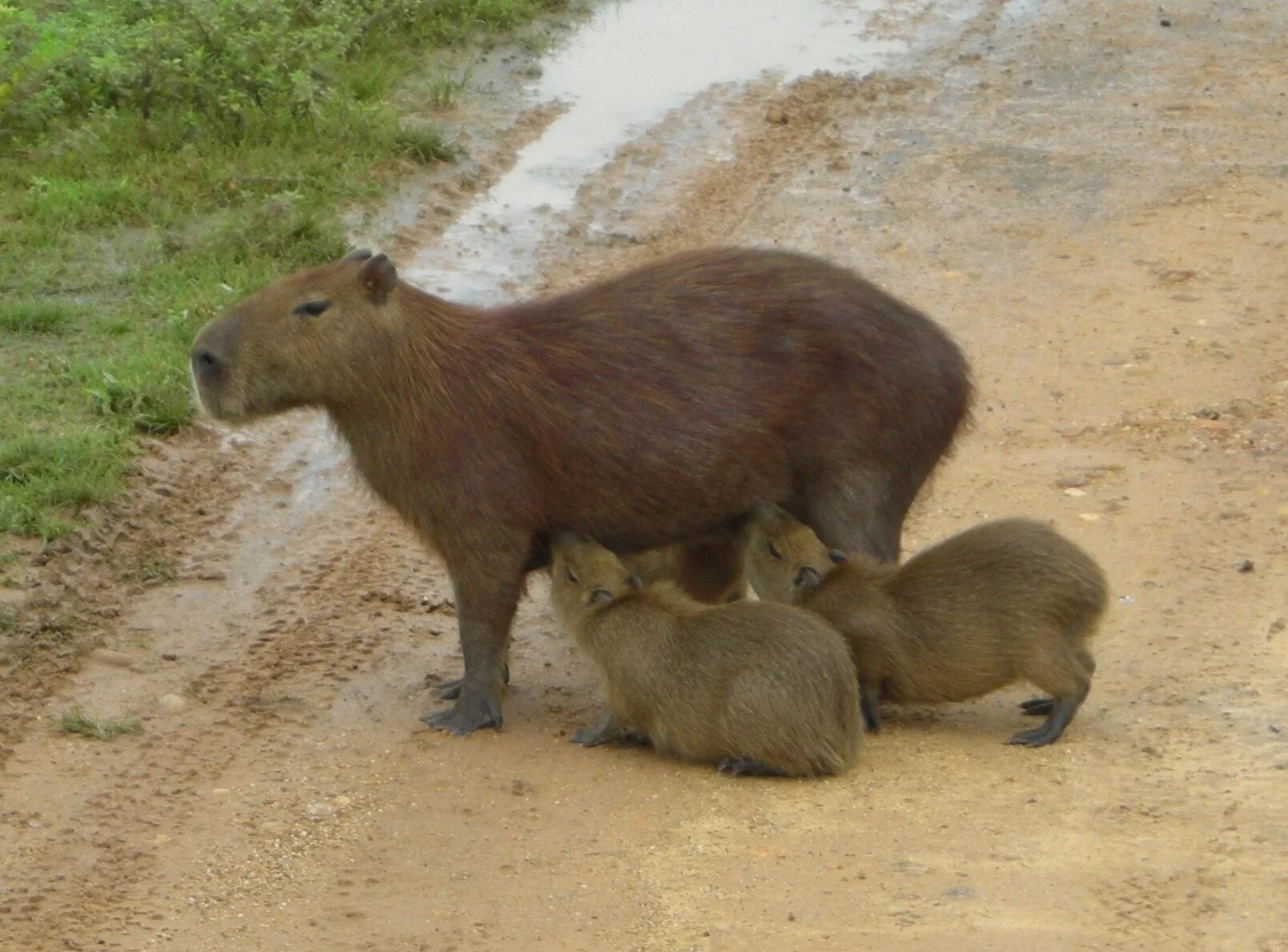 Капибара и нутрия разница фото File:Capibara 2.jpg - Wikimedia Commons