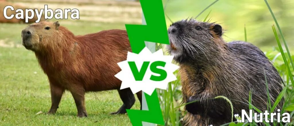 Капибара и нутрия разница фото Capybara vs Nutria: 5 Key Differences - IMP WORLD