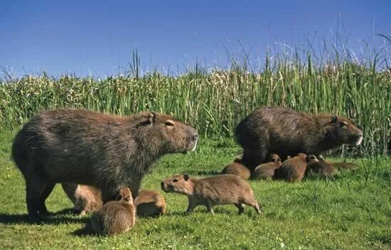 Капибара и нутрия разница фото Photograph:The capybara of South America is the largest kind of rodent. Capybara