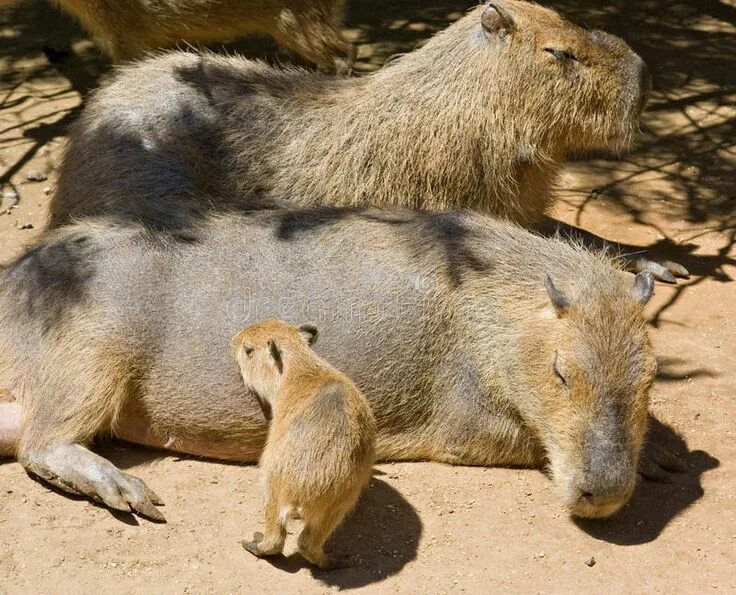 Капибара и нутрия разница фото Capybara rodent family. Capybara family resting in the shade of a tree largest r