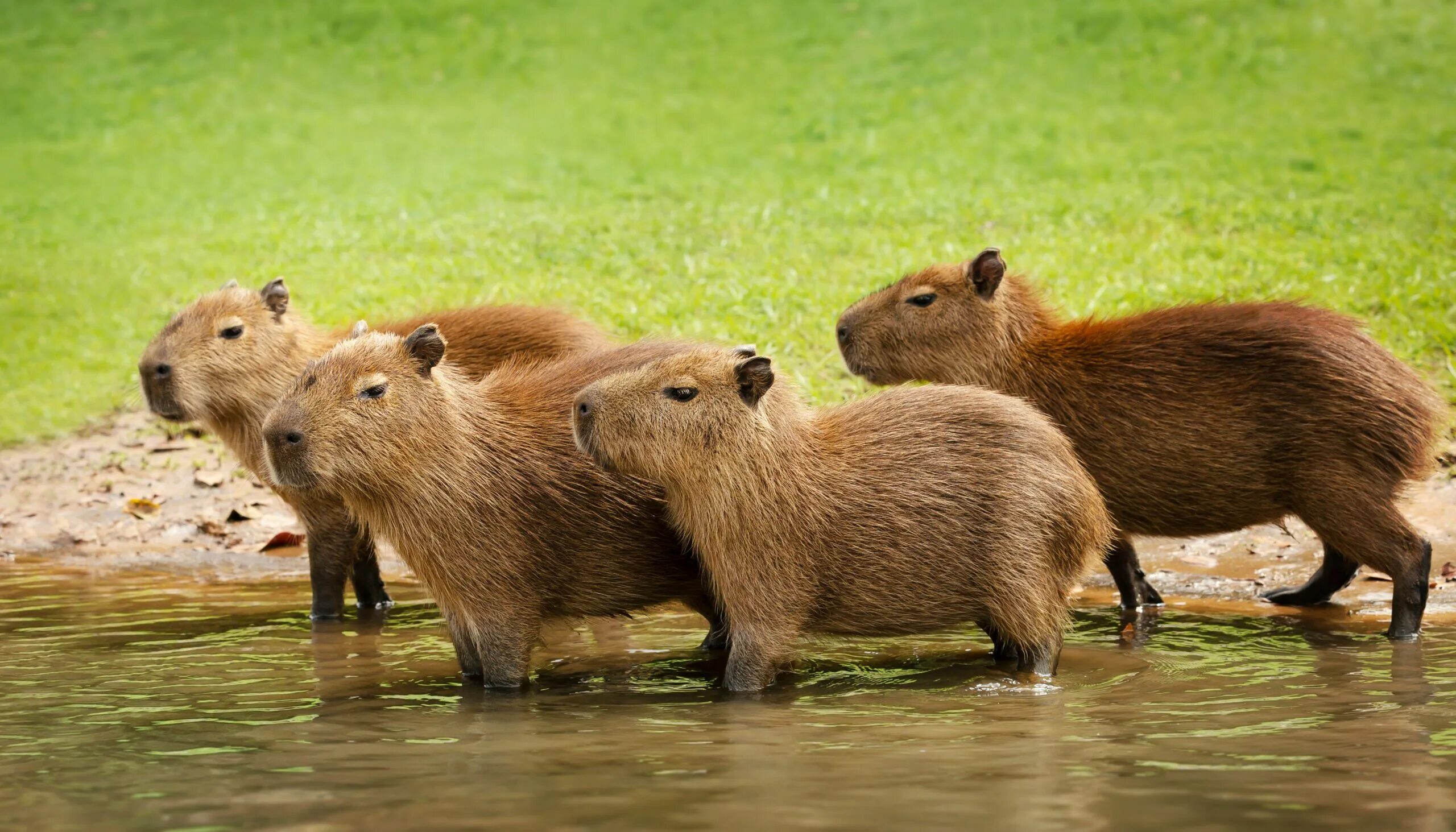 Капибара и нутрия разница фото Capybaras: Friendly Giants of the Rodent Community - AZPetVet