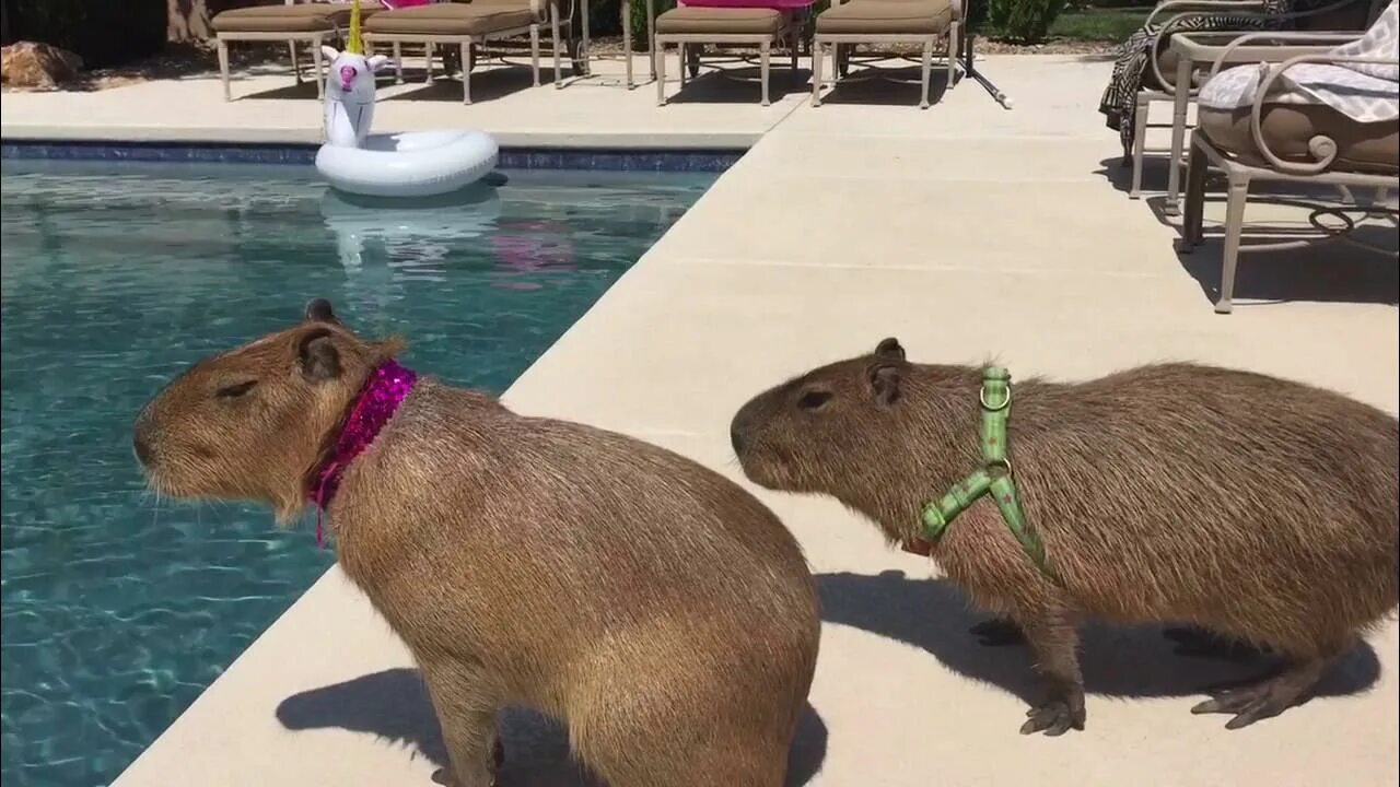 Капибара кафе фото Sweetie The Capy and JoeJoe Poolside Date - YouTube