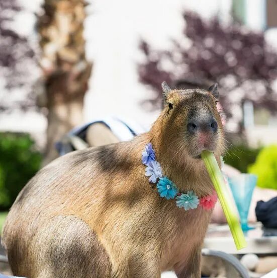 Капибара кафе фото 21 Times Sweetie The Capybara Was Such A Dang Ray Of Sunshine Capybara pet, Capy