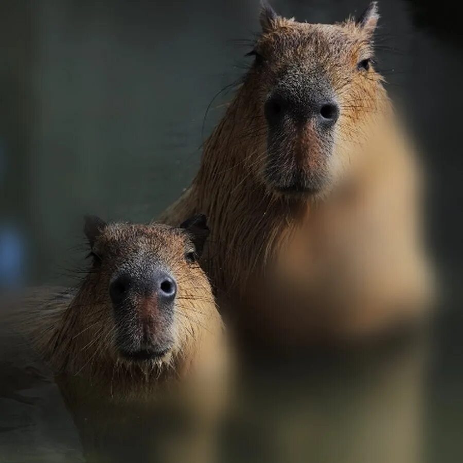 Капибара картинки фото Mr Capybara - YouTube