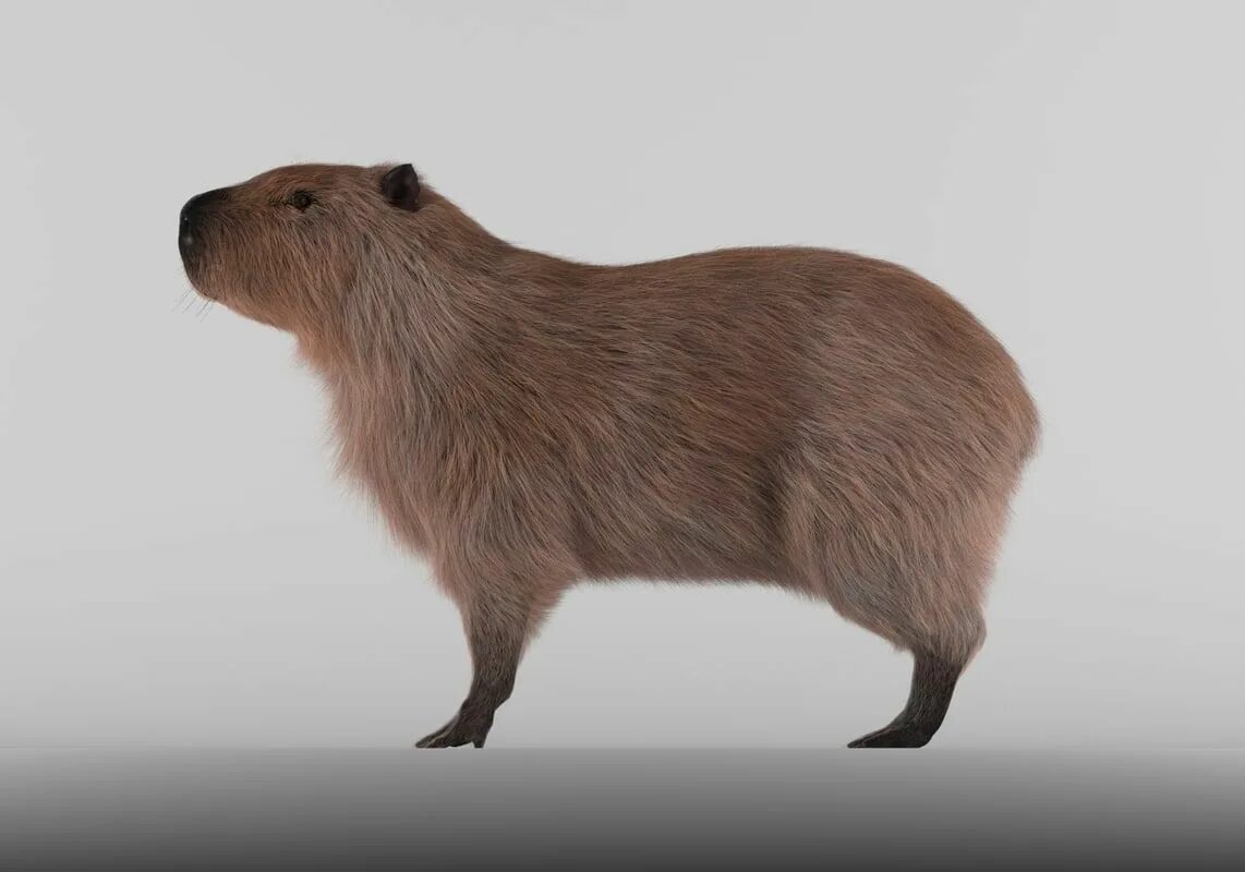 Капибара коммунистическая ул 45 3 фото capybara hair 3d fbx Capybara, Prehistoric animals, Animals