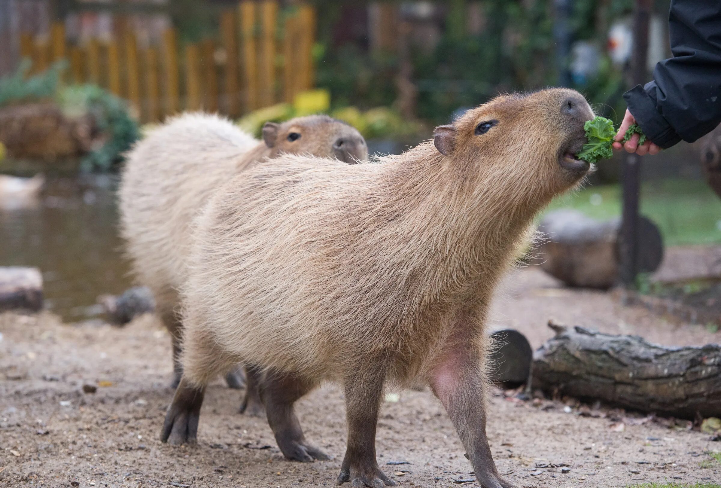 Капибара коммунистическая ул 45 3 фото Extras at Chessington World of Adventures Resort