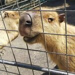 Капибара красноармейская ул 101 брянск фото Капибара красноармейская ул 101
