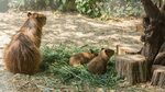 Капибара красноармейская ул 101 фото Капибара красноармейская ул 101