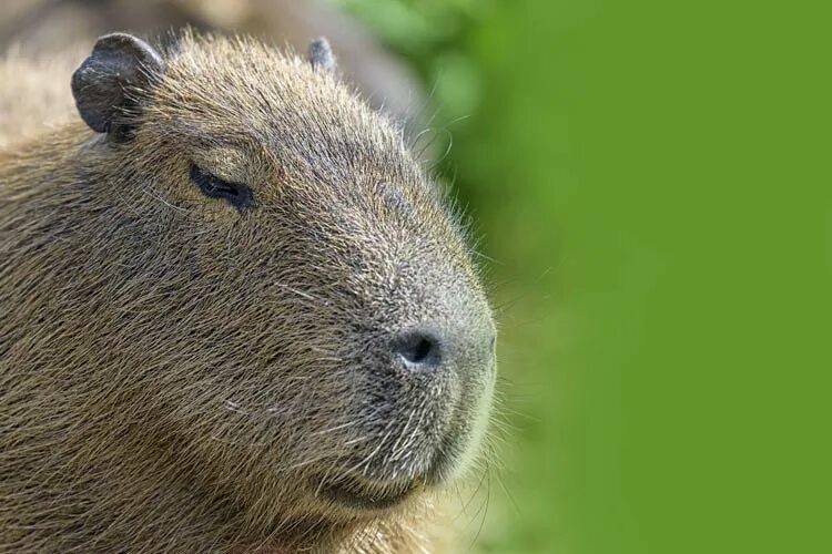 Капибара морда фото Capybara - the World's Largest Rodent DinoAnimals.com