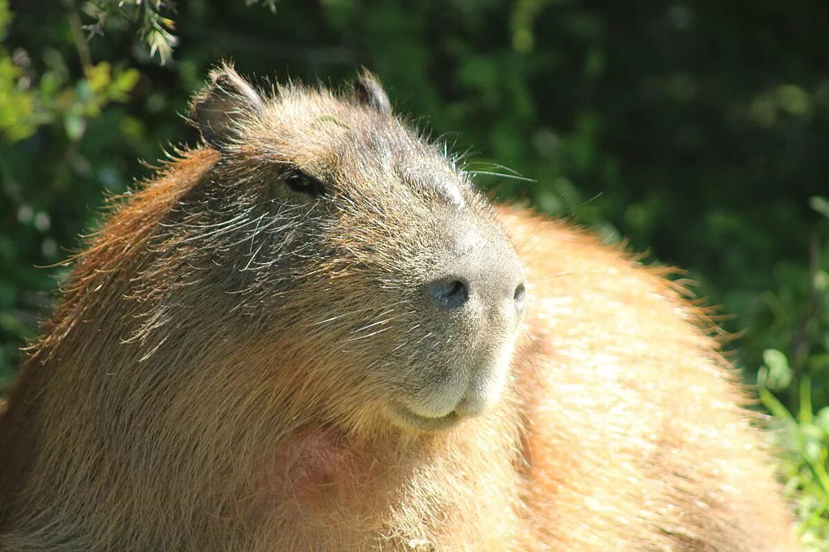 Капибара морда фото File:Capybara male.jpg - Wikipedia