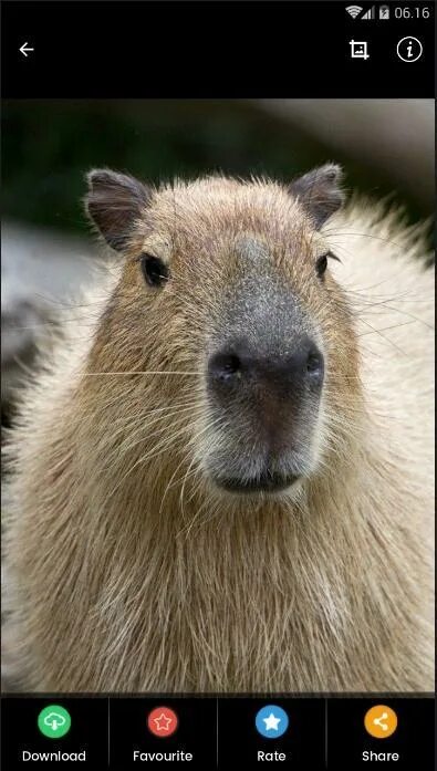 Капибара морда фото Capybara HD Wallpaper APK for Android Download