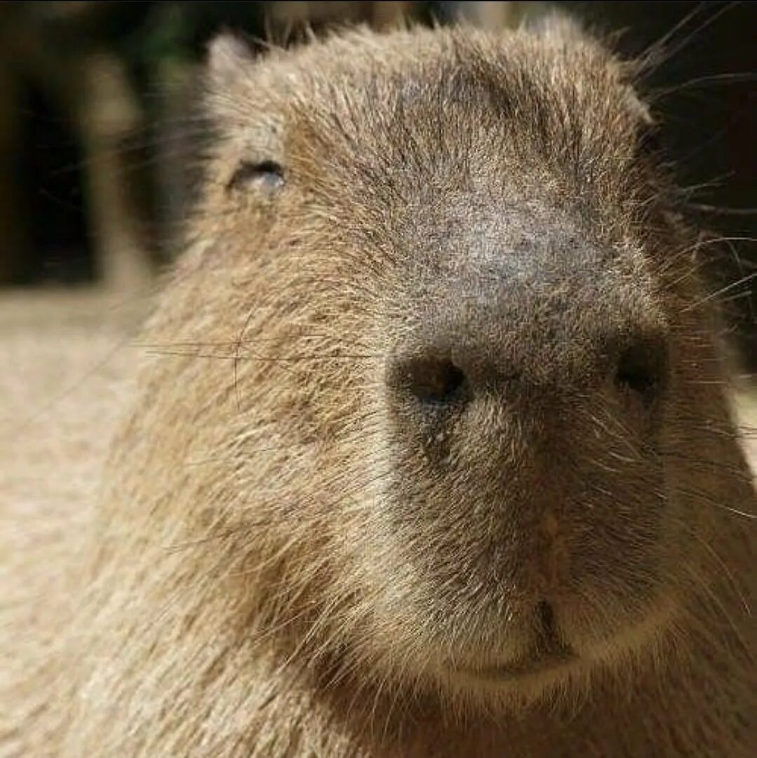 Капибара морда фото Happy capybara - antalyabocekilaclama.org
