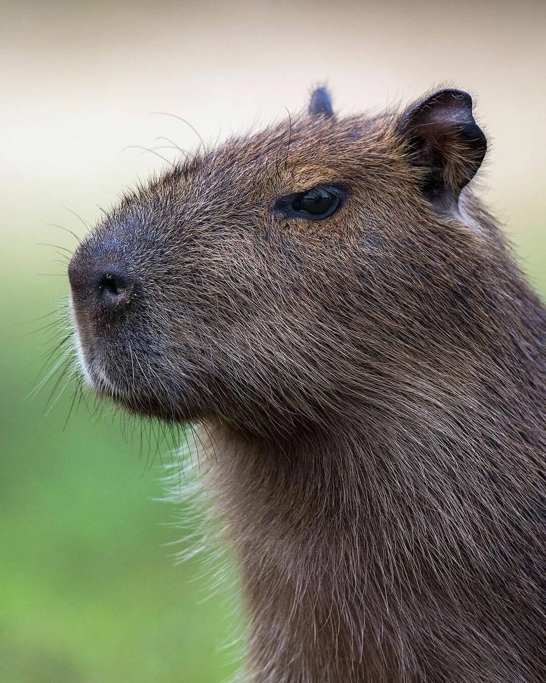 Капибара морда фото Pin on ANIMAL life