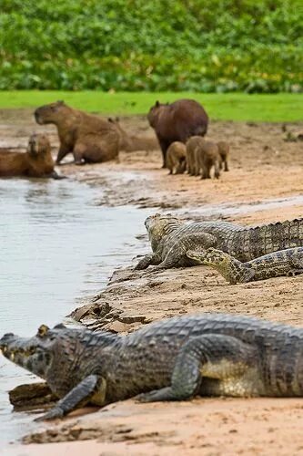 Капибара на крокодиле фото B6E0573 Animals wild, Capybara, Animals beautiful