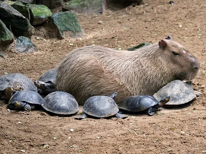 Капибара на крокодиле фото Capybaras Are One Of The Most Friendly Creatures In The Animal Kingdom Capybara,