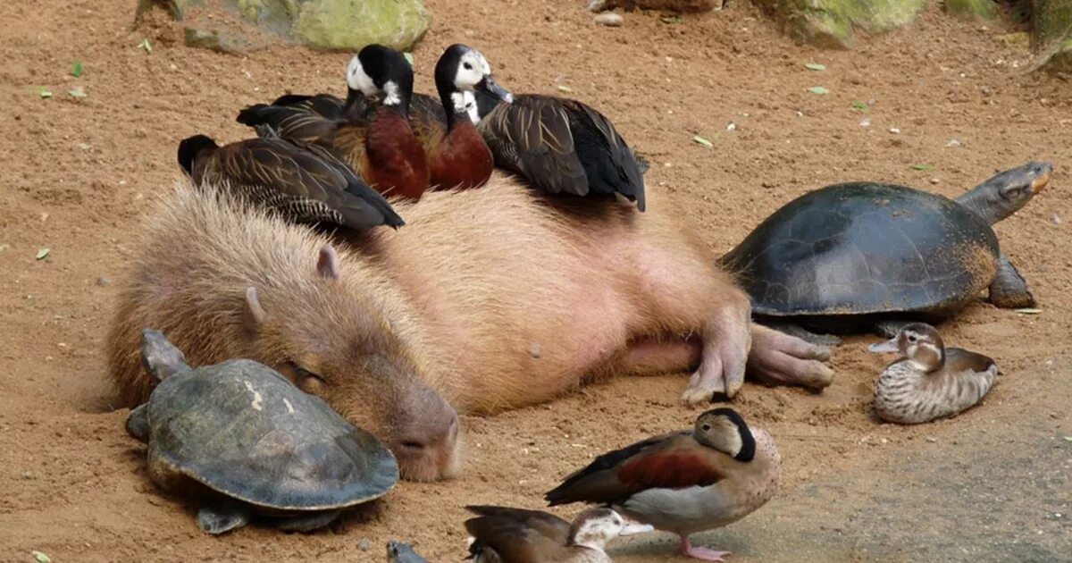 Капибара на крокодиле фото Why Do Animals Like Capybaras So Much? (38 Pics) Unlikely animal friends, Funny 