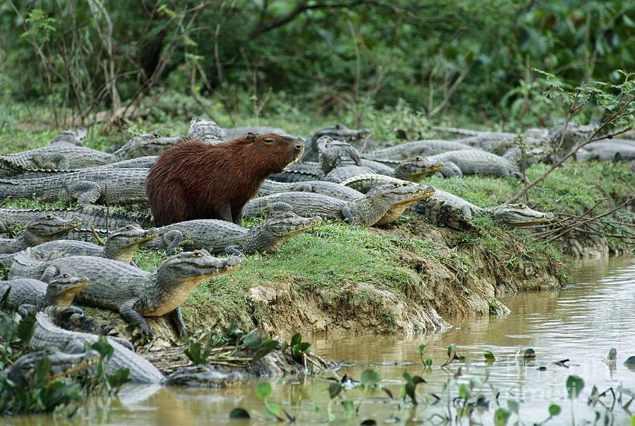 Капибара на крокодиле фото CAPYBARA MAN (@CAPYBARA_MAN) on X Capybara, Caiman, Animals