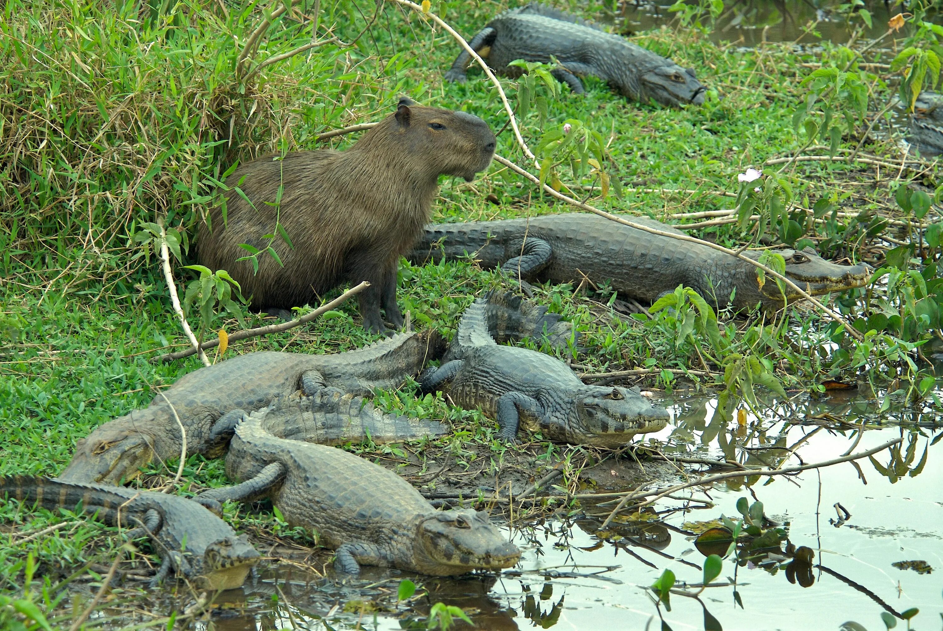 Капибара на крокодиле фото Social - Did you know that Alligators like getting their back scratched Sherdog 
