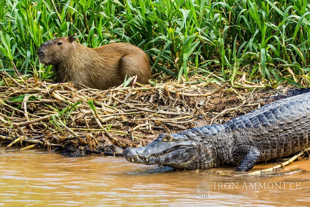 Капибара на крокодиле фото Caiman and Capybara yacare caiman (Caiman yacare), capybar. Flickr