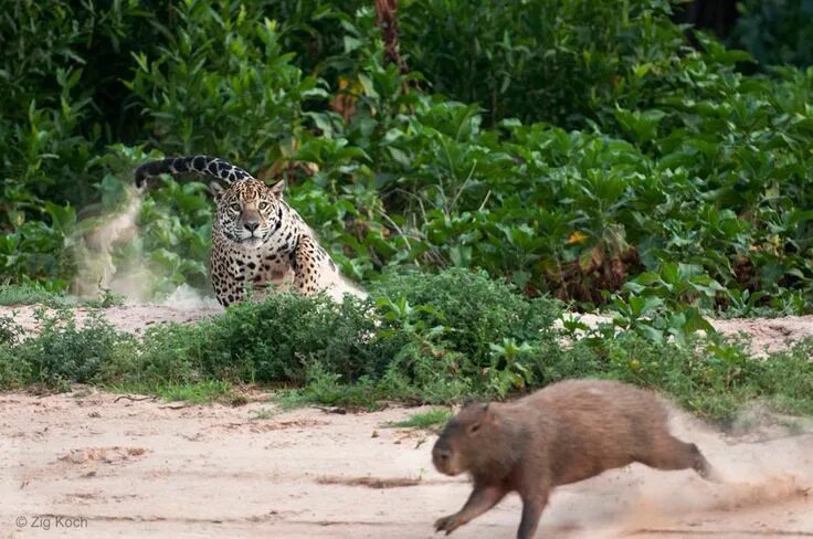 Капибара на крокодиле фото Jaguar chasing capybara Imagenes de animales, Fotos de animales, Animales