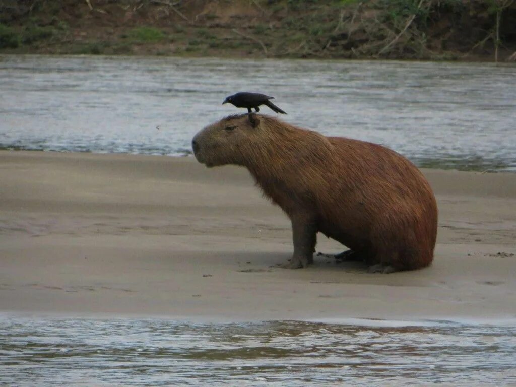 Капибара на крокодиле фото Capybaras: The Largest Rodent In The World Britannica Blog Capybara, Animals, La