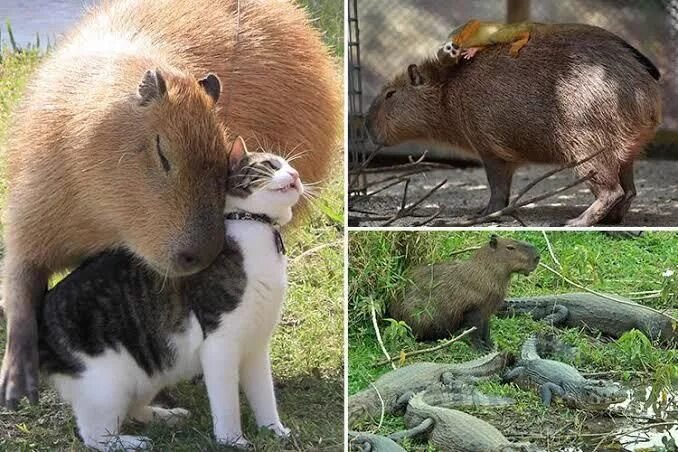 Капибара на крокодиле фото Capybara, Animals, Dogs