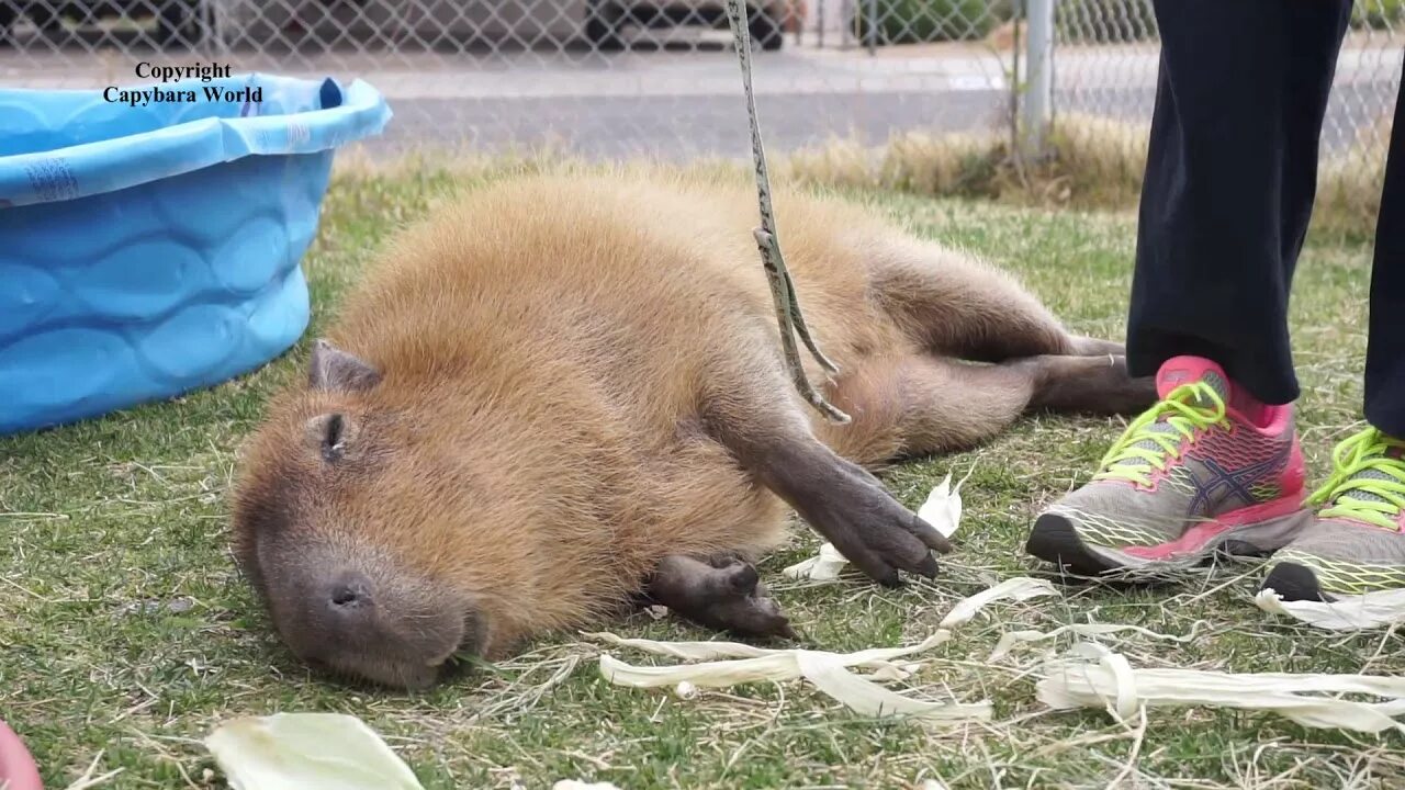 Капибара на поводке фото Romeo Most Wonderful Capybara in World Loves to Be Leash Petted ロ-プ ペ ッ テ ィ ン グ 