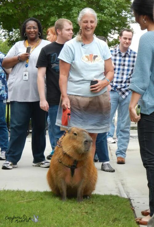 Капибара на поводке фото After Looking At These Photos You Will DEFINITELY Want A Capybara Capybara, Anim