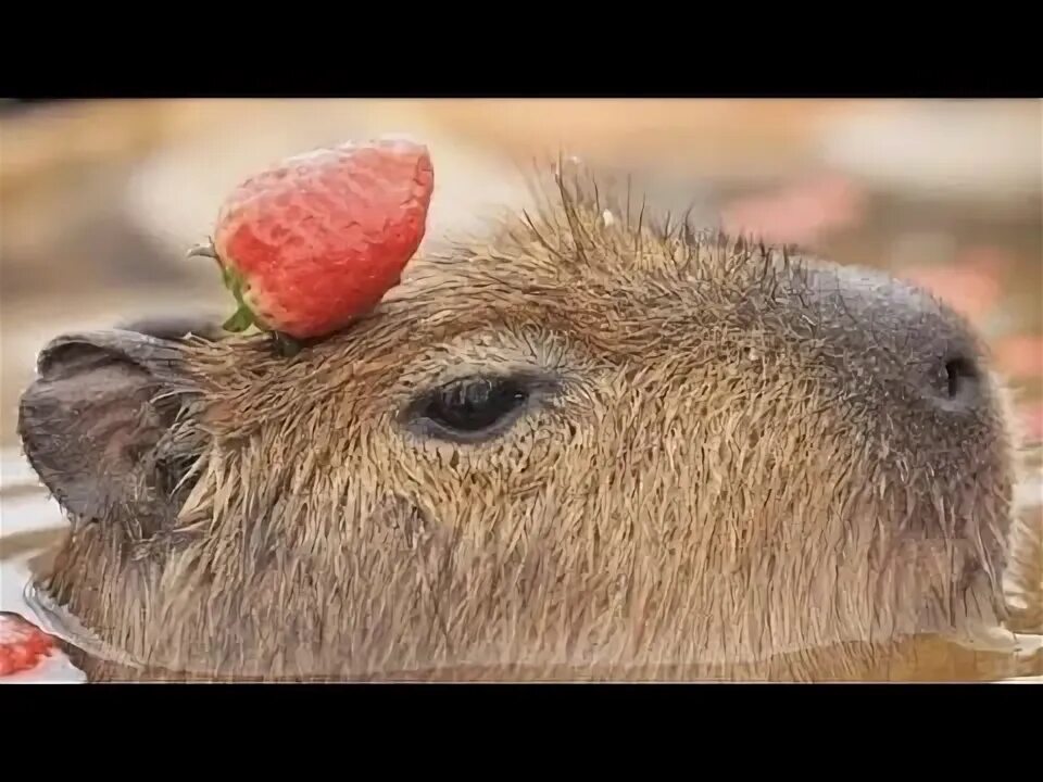 Капибара напиток бочкари фото какая ты капибара по классу - YouTube