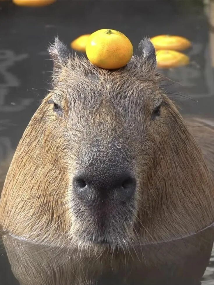 Капибара напиток бочкари фото Capybara with mandarin orange on head Capybara, Cute animals, Funny animals