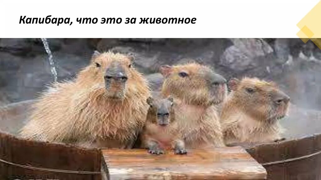 Капибара напиток бочкари фото Капибара напиток бочкари