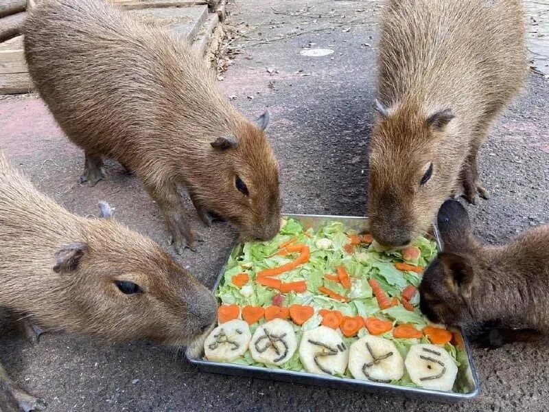 Капибара напиток бочкари фото Capybara вывод средств: найдено 81 картинок