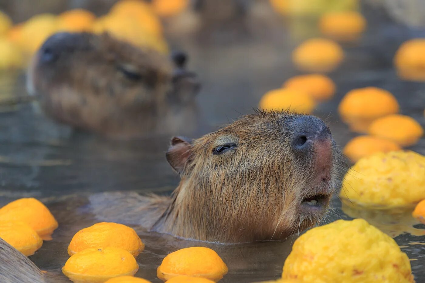 Капибара напиток бочкари фото Capybara :: Behance