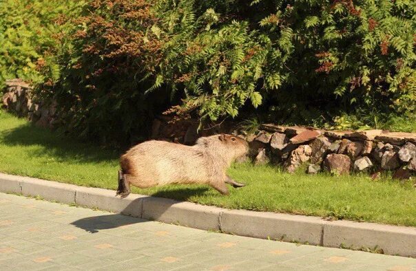 Капибара первомайская ул 3 фото In Krasnoyarsk Park of flora and fauna "Roev stream" from the enclosure escaped 