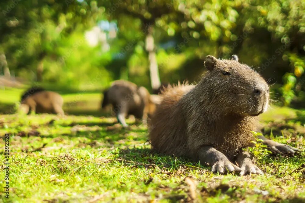 Капибара первомайская ул 57 1в фото Capybara relaxed (Hydrochoerus hydrochaeris) Stock Photo Adobe Stock