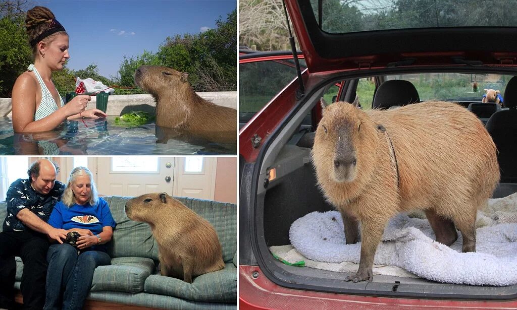 Капибара по сравнению с человеком фото The Texas couple who share their home with an EIGHT-STONE capybara named Gary