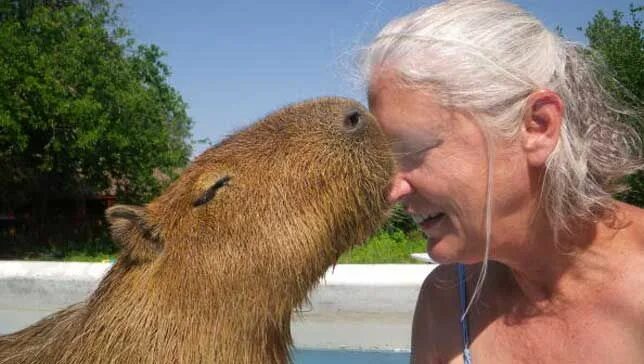 Капибара по сравнению с человеком фото 8 Surprising Facts About Capybaras Capybara, Capybara pet, Animals