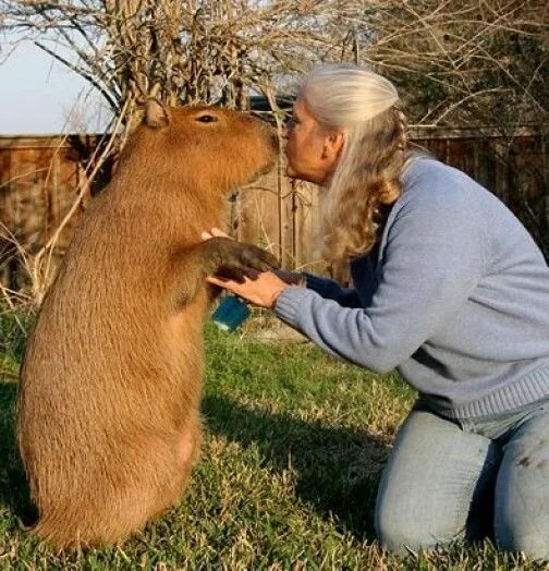 Капибара по сравнению с человеком фото Kapibara Capybara, Animals, Animals wild