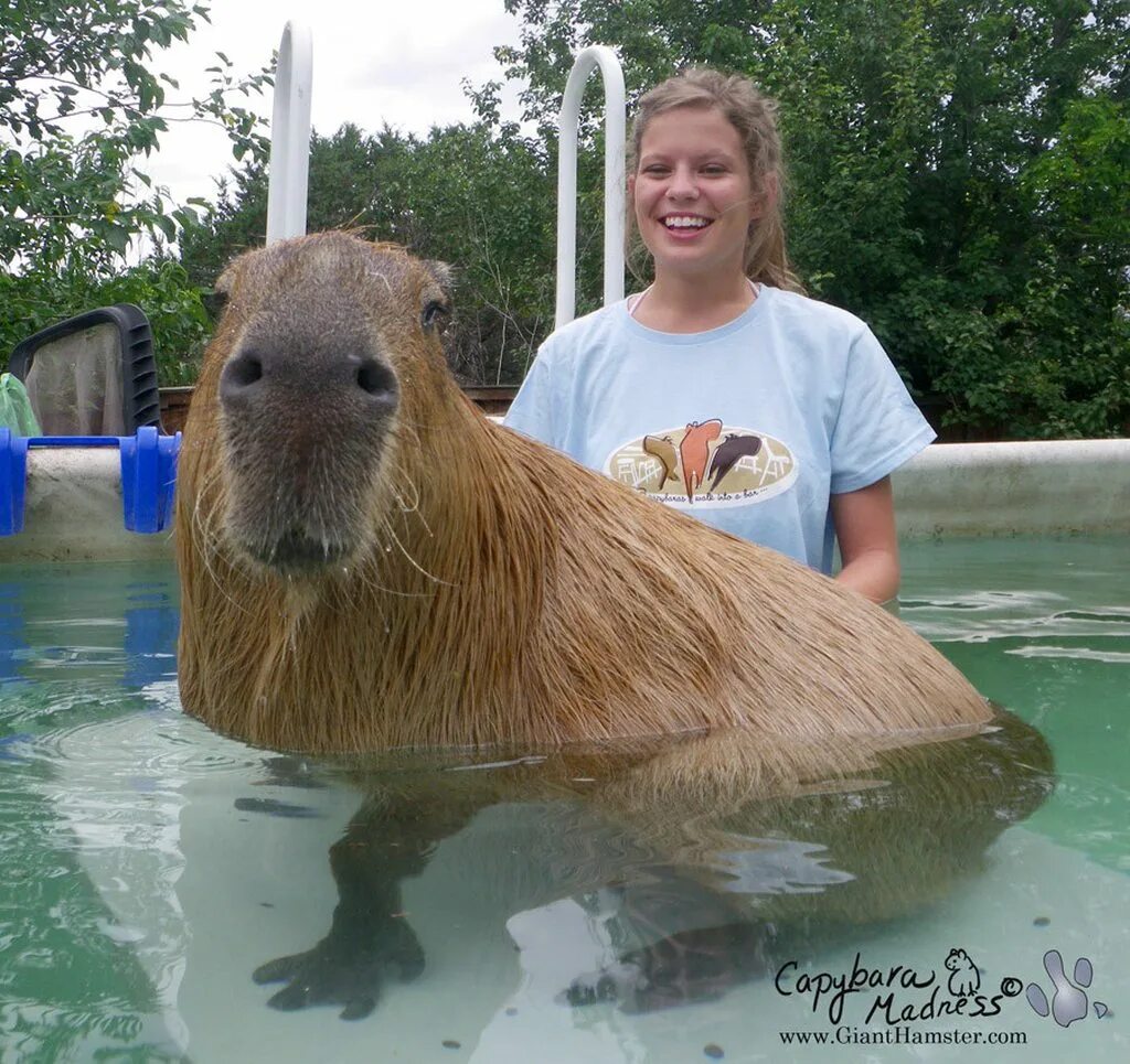 Капибара по сравнению с человеком фото girls and her pet dilly the silly bear - Imgur