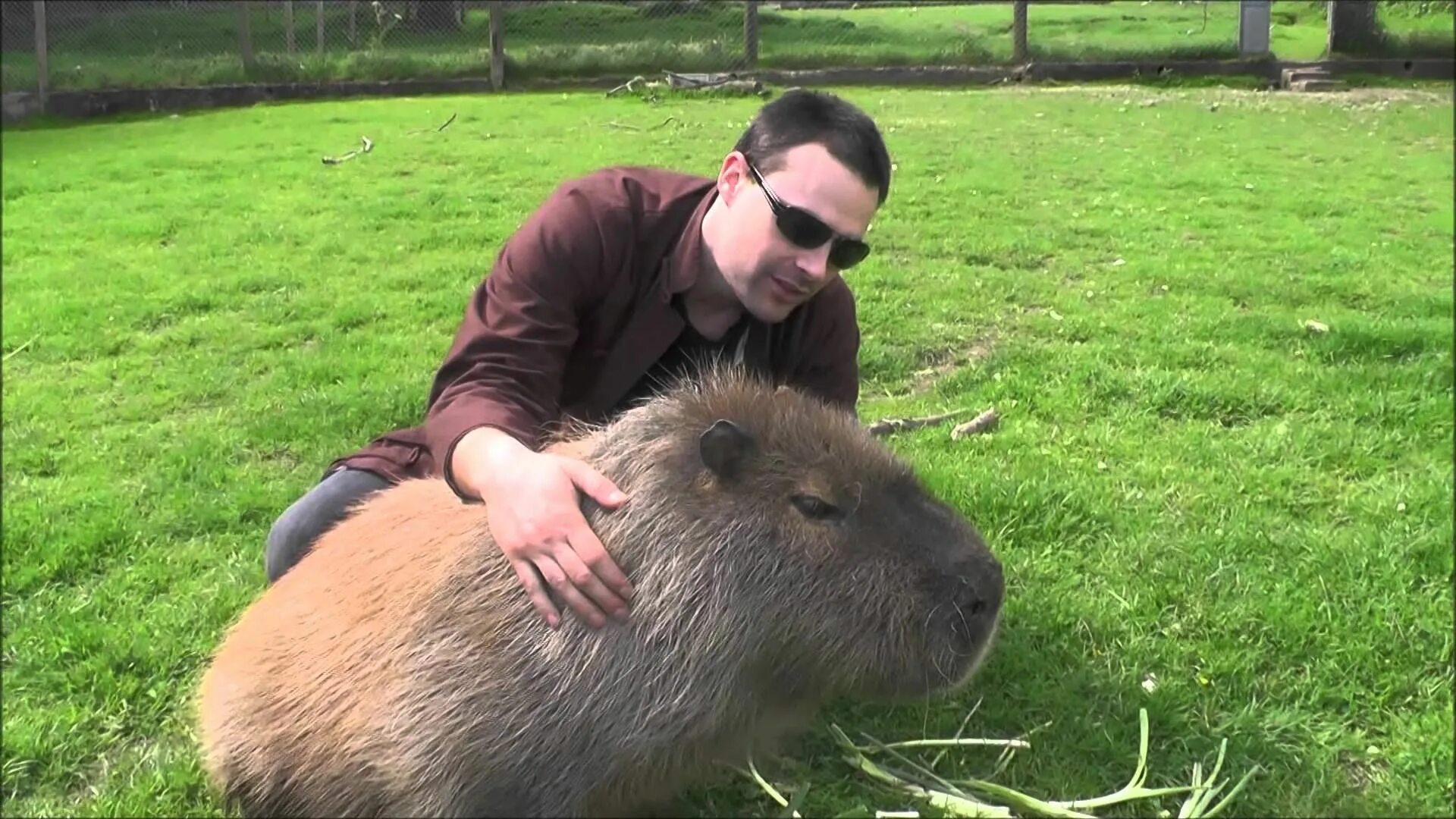 Капибара по сравнению с человеком фото Making Friends with a Capybarahttps://http://www.youtube.com/watch?v=-lqhleCf8R0